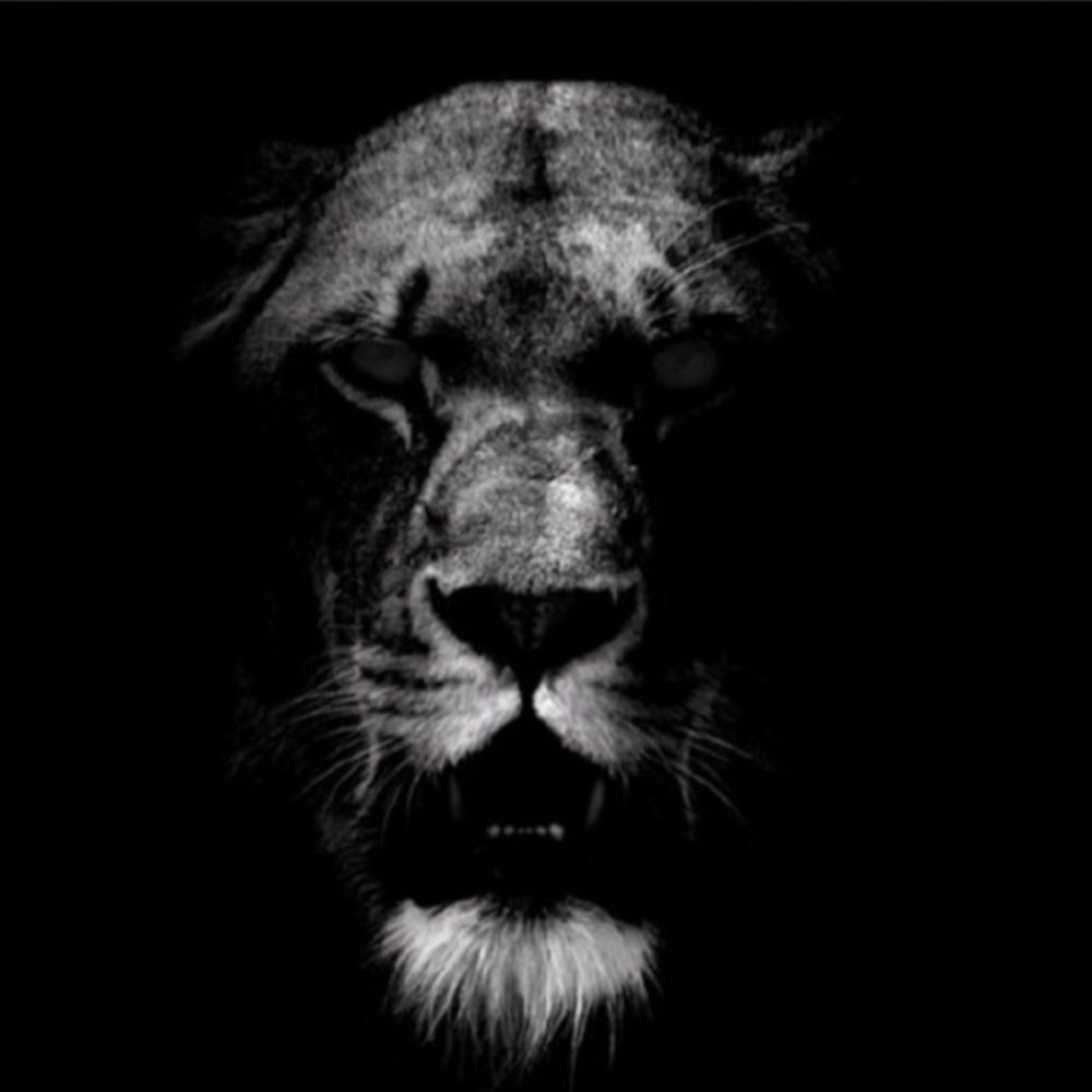Лев на черном фоне