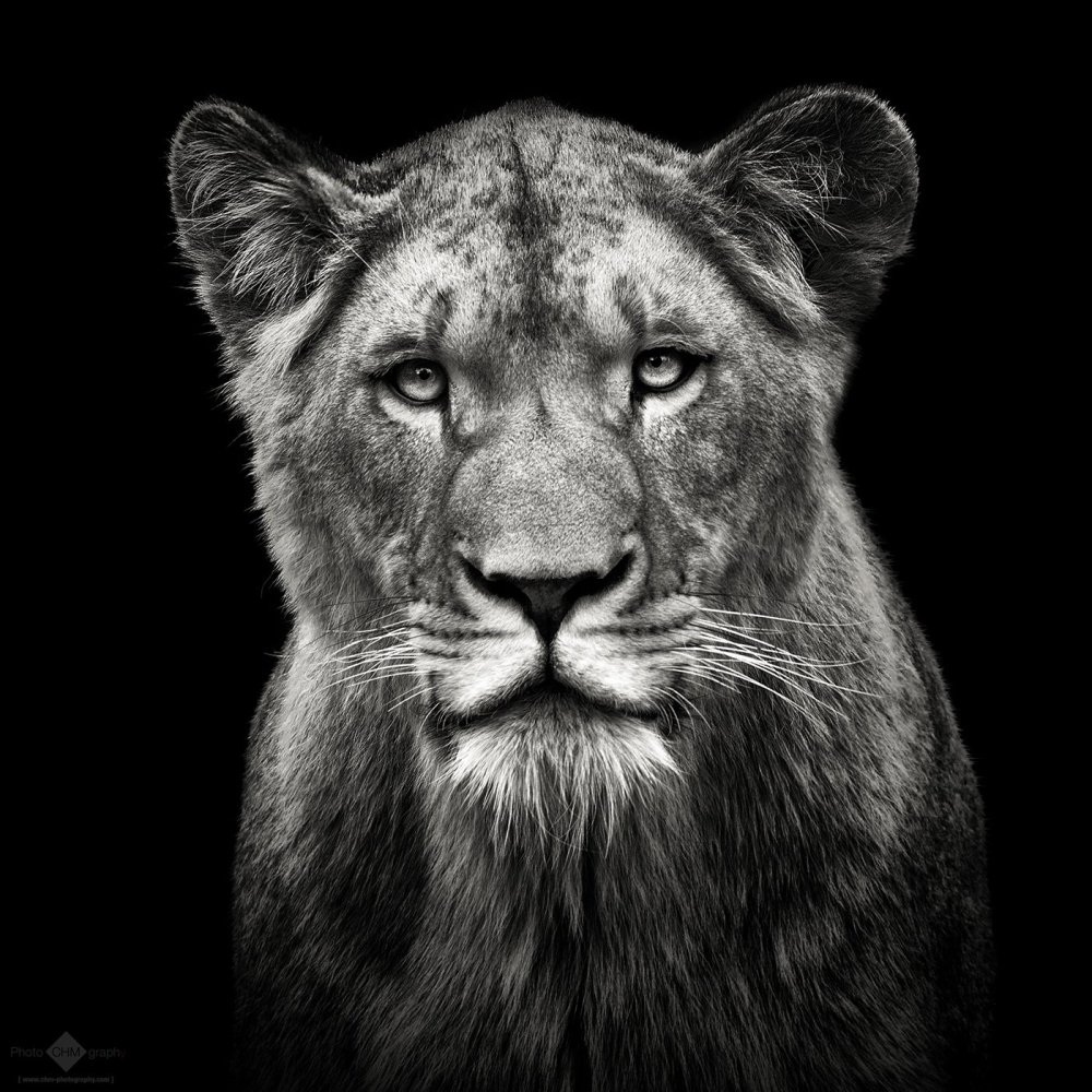 Голова львицы на черном фоне