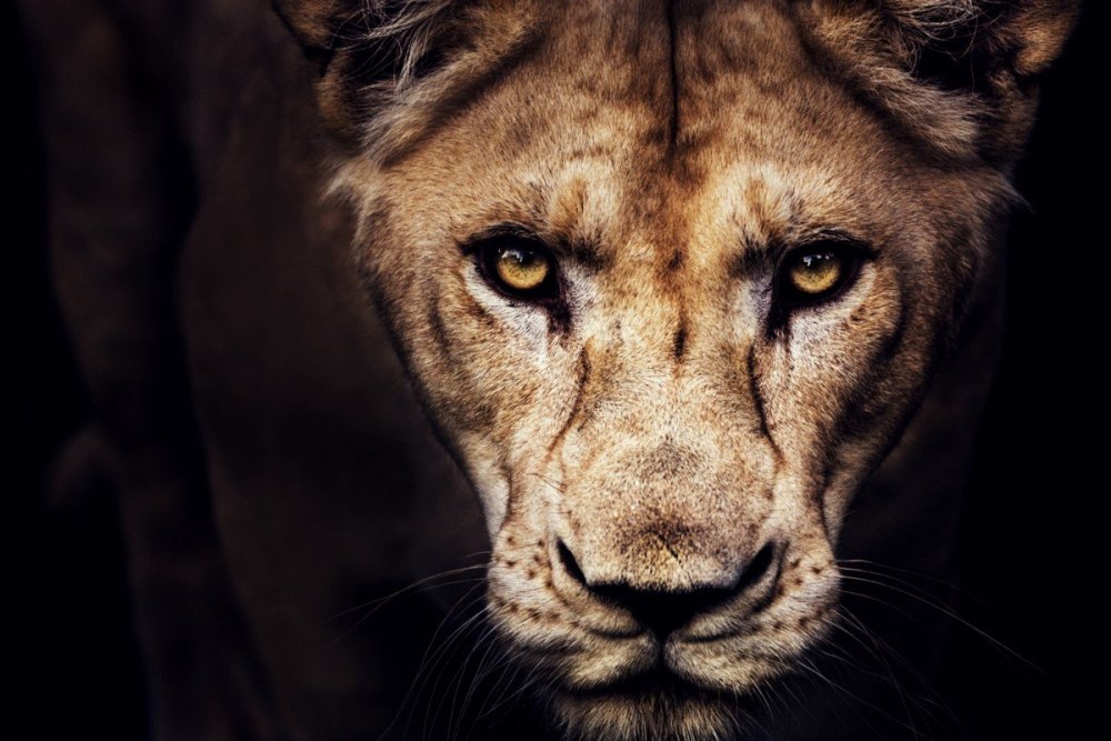 Морда львицы