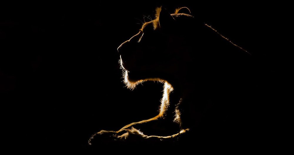 Львица на черном фоне