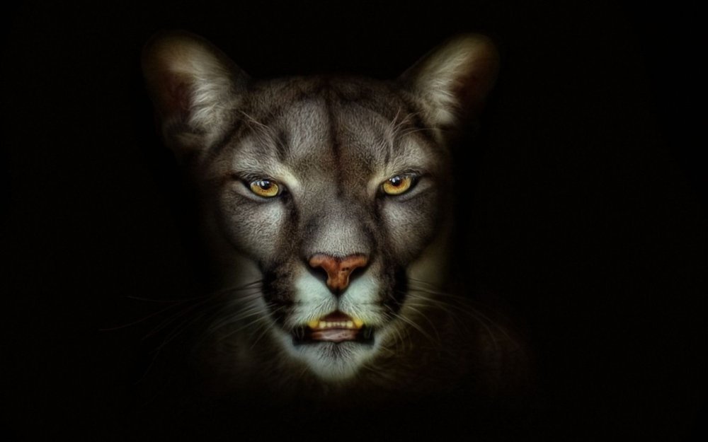 Портреты животных на черном фоне