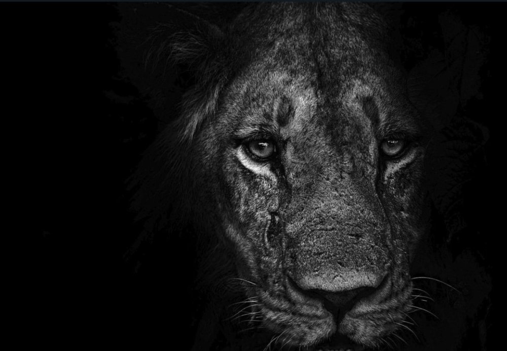Белый Лев на черном фоне