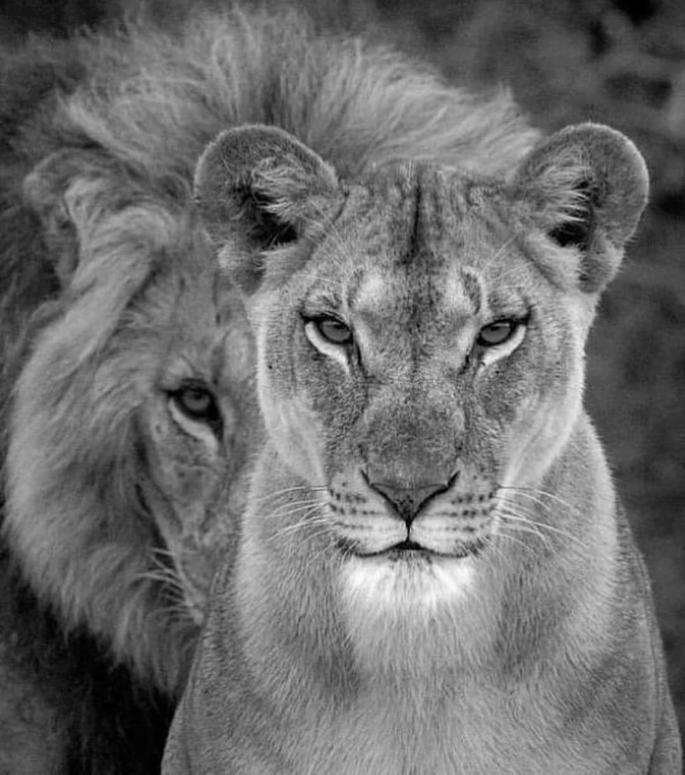 Львица черно белое