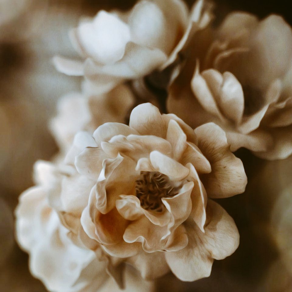 Бежевые цветы
