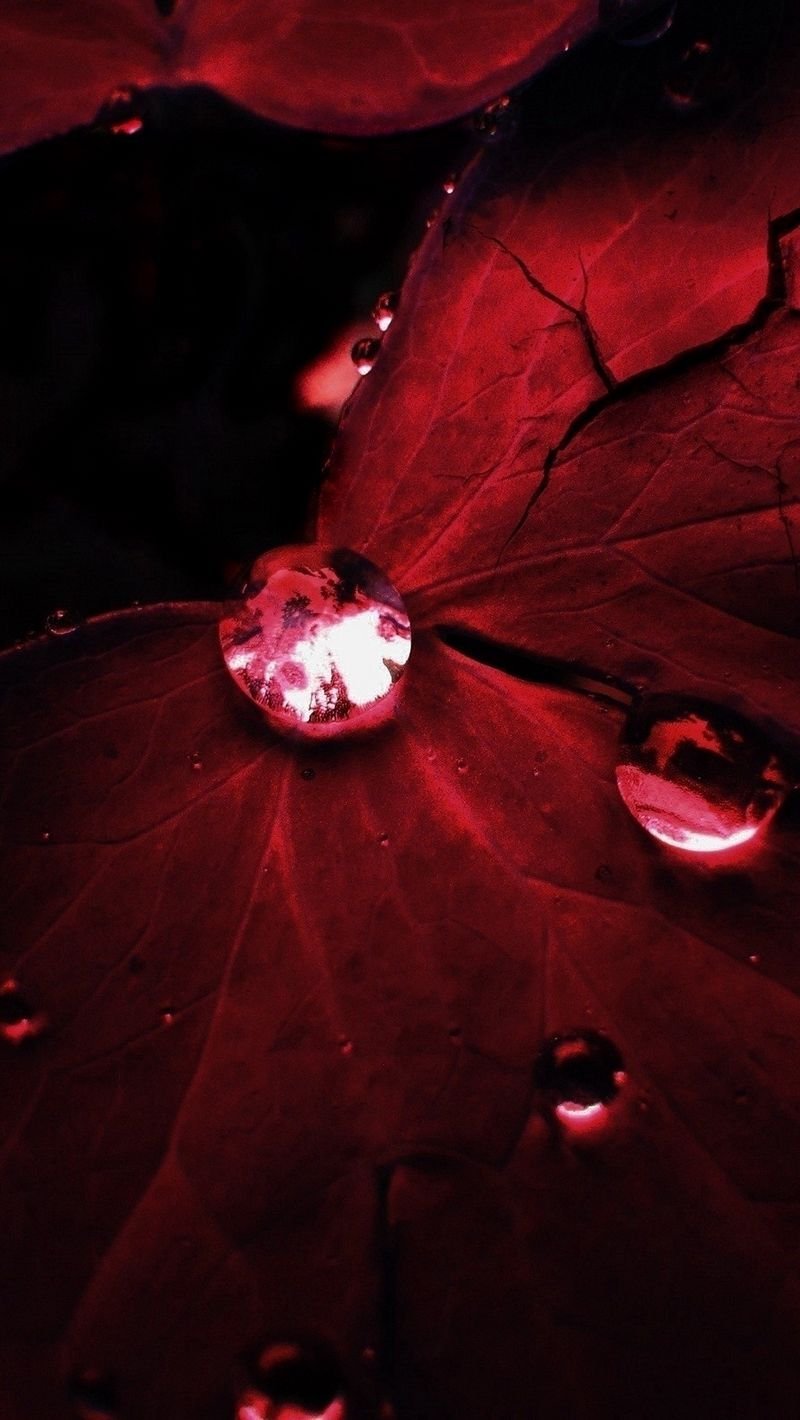 Бордовые обои на телефон