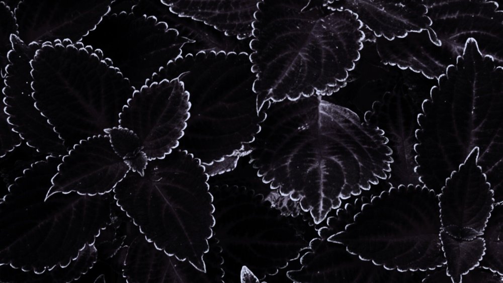 Красивые темные листья