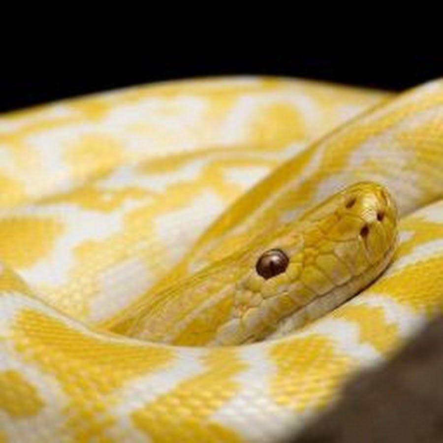 Желтый питон фон