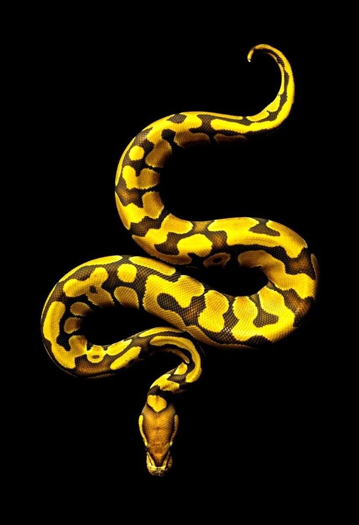 Белая змея с желтыми пятнами