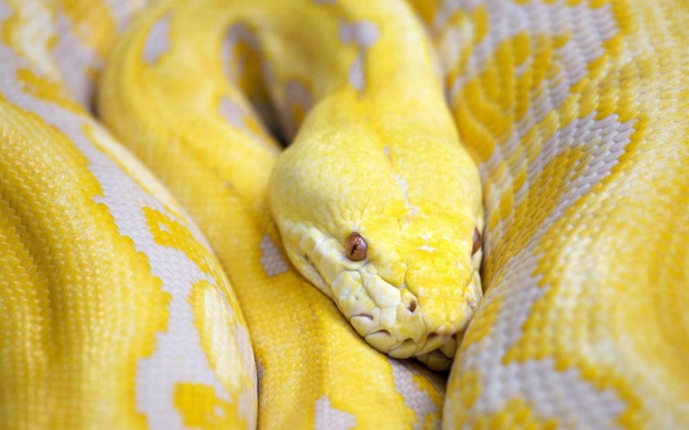 Тигровый питон желтый