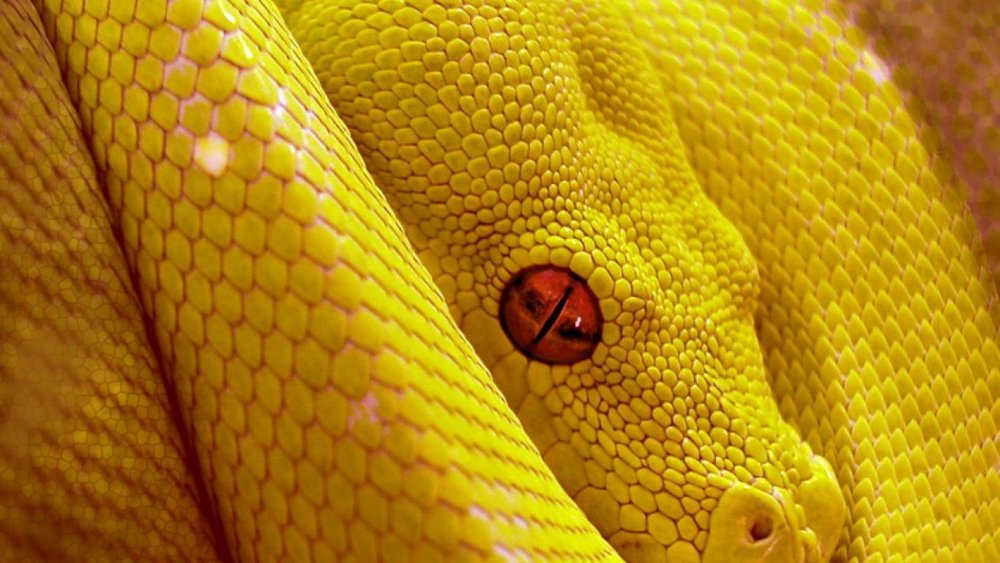 Золотистый питон фото