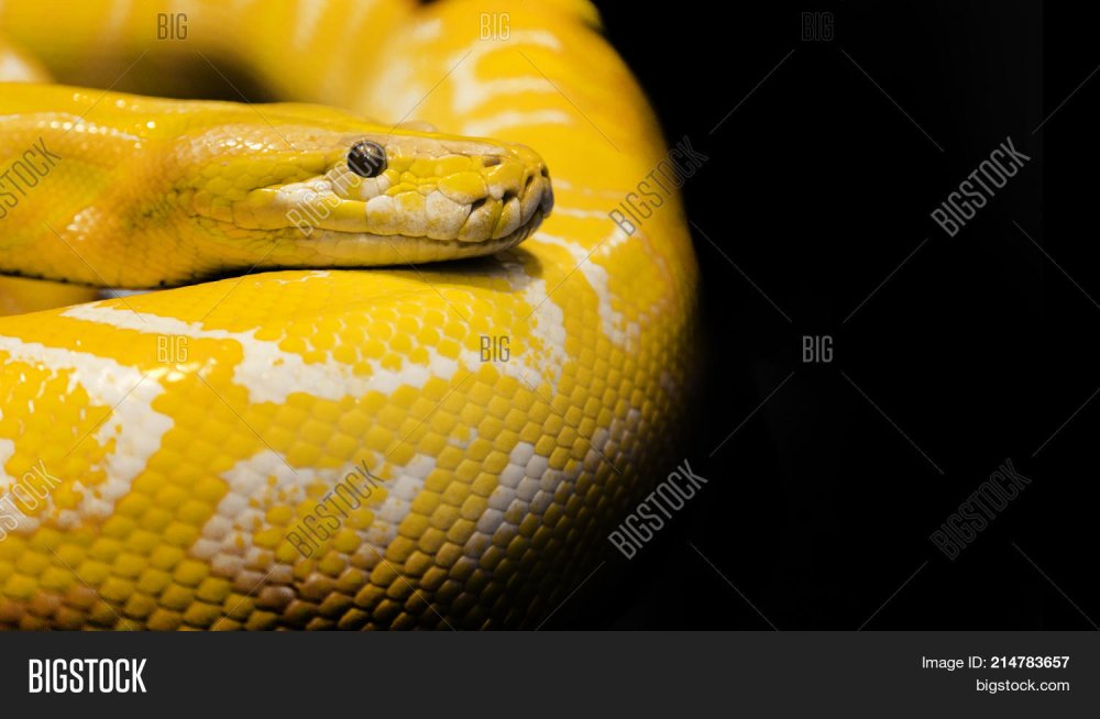 Змея ботропс Шлегеля