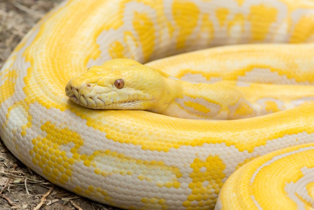 Желтый пятнистый питон