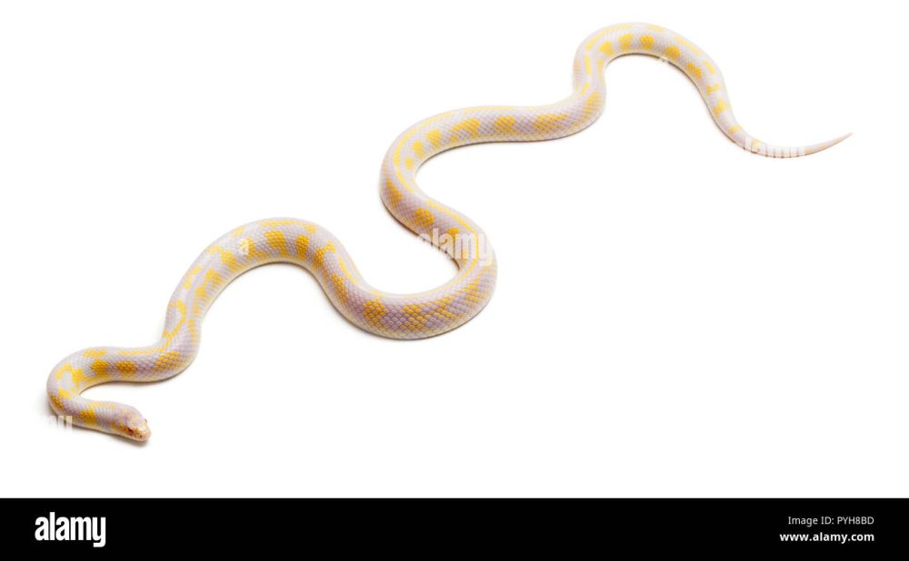 Светлый тигровый питон