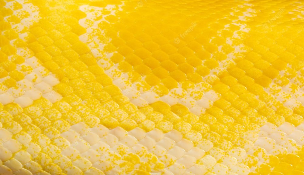 Цепкохвостый ботропс Шлегеля белый