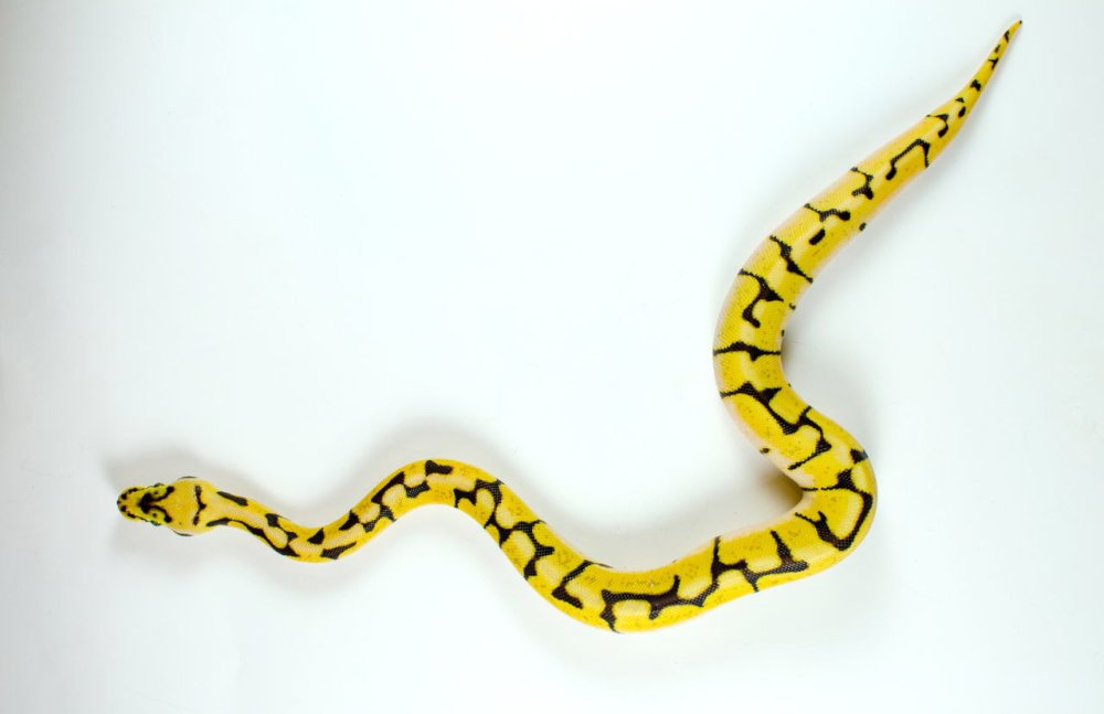 Талисман желтая змея