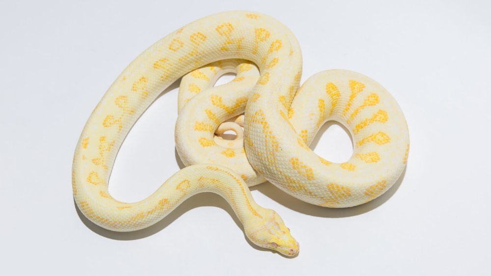 Бэкграунд для змейки