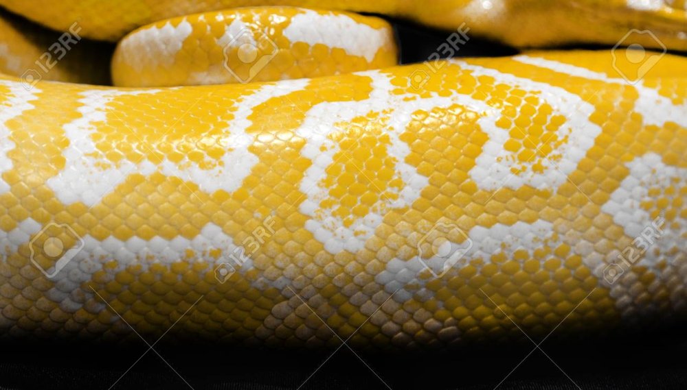 Королевский питон арт