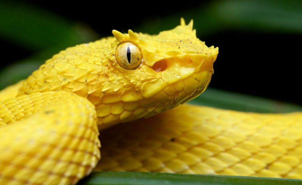 Желтая змея с капюшоном