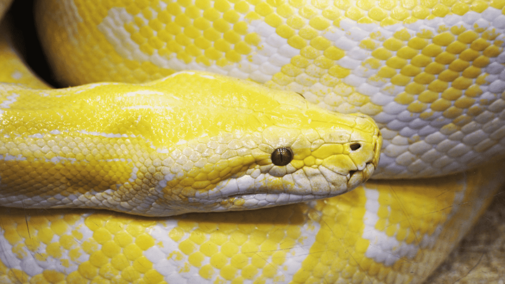 Обои со змеями