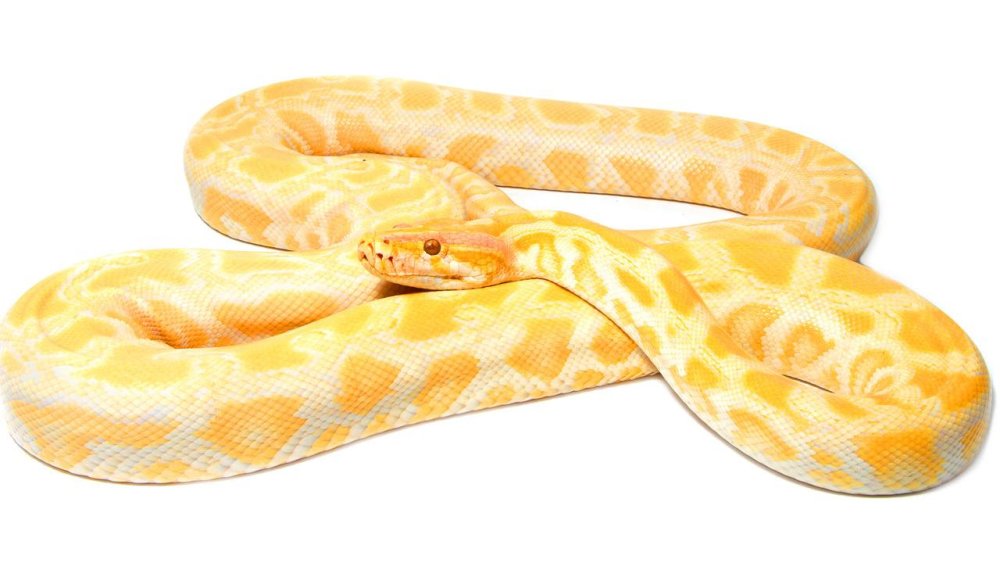 Питон Макросъемка