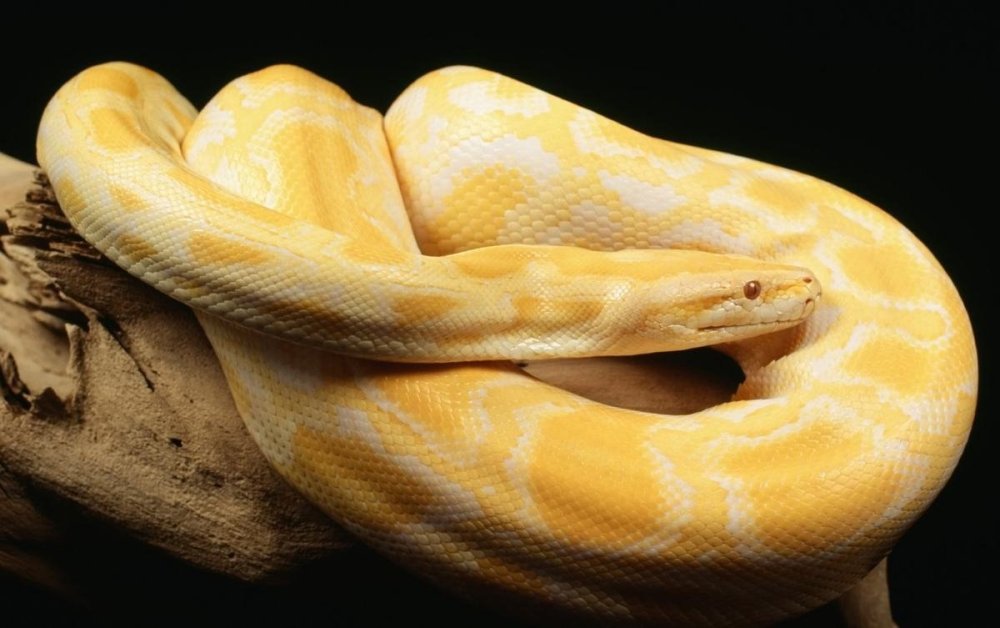 Желтые змеи