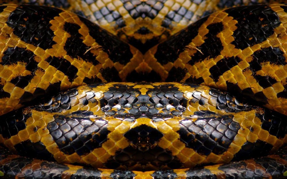 Цепкохвостый ботропс Шлегеля белый