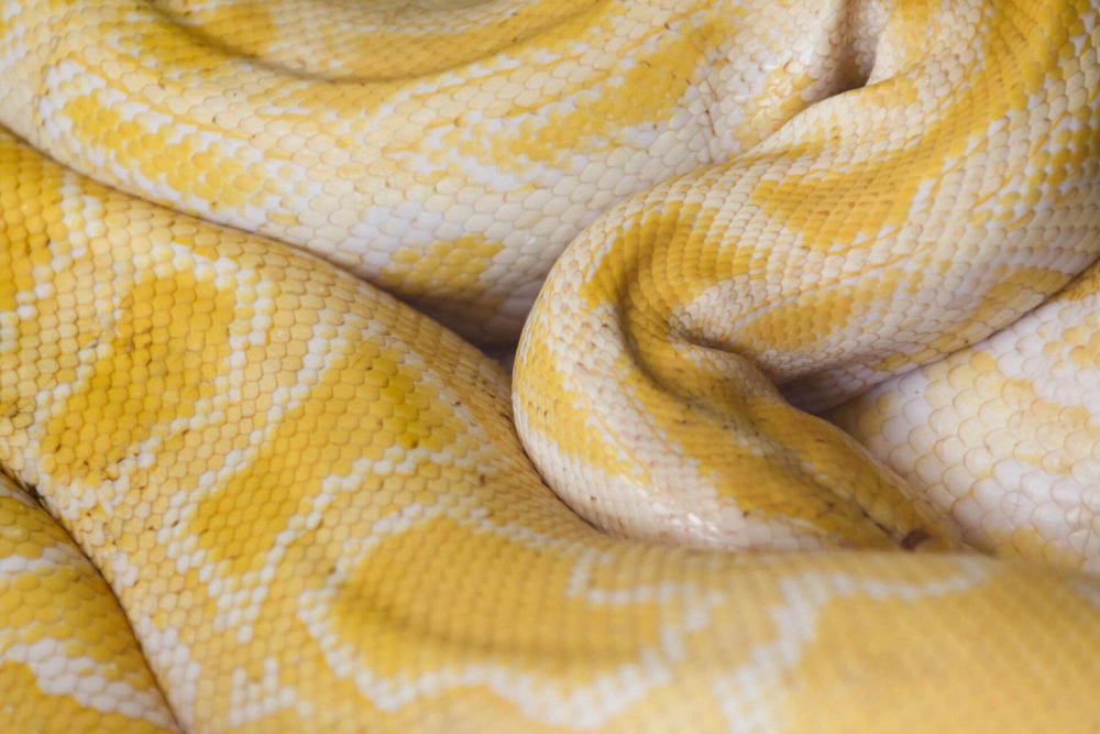 Черный питон змея