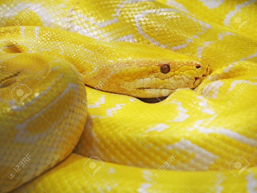 Змеи на прозрачном фоне