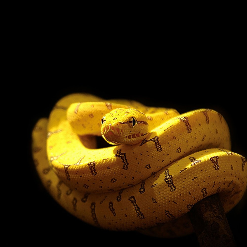 Желтый питон опасен для человека