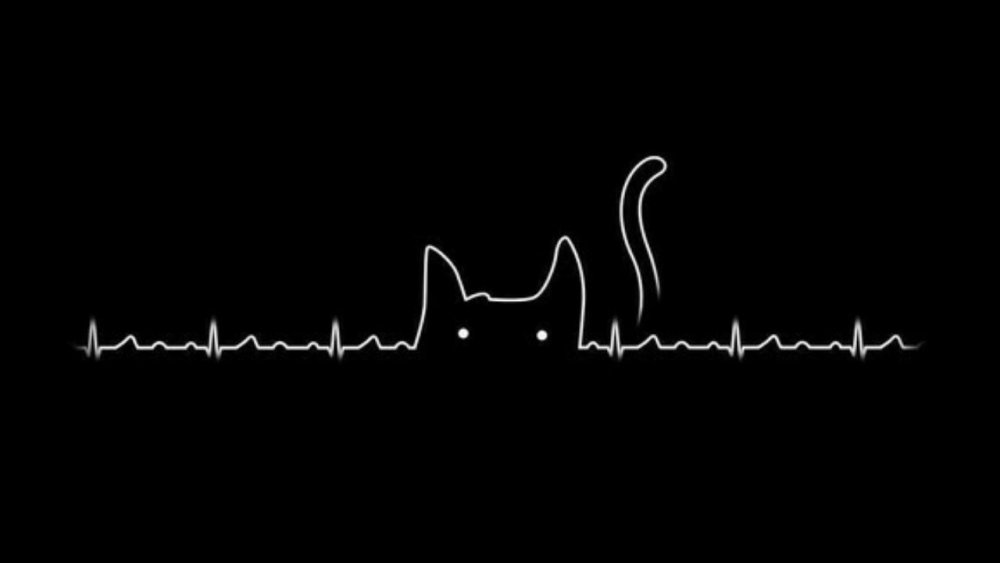 Биение сердца на черном фоне