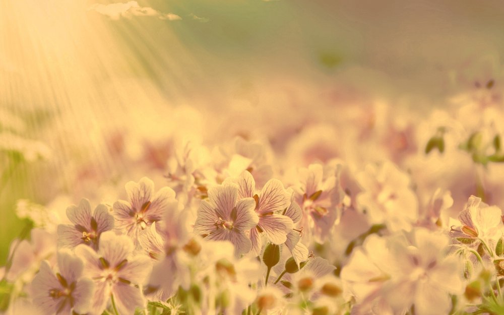 Природа в бежевых тонах