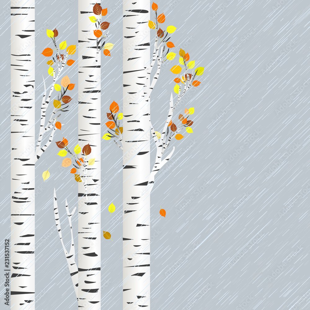 Стволы берез абстракция