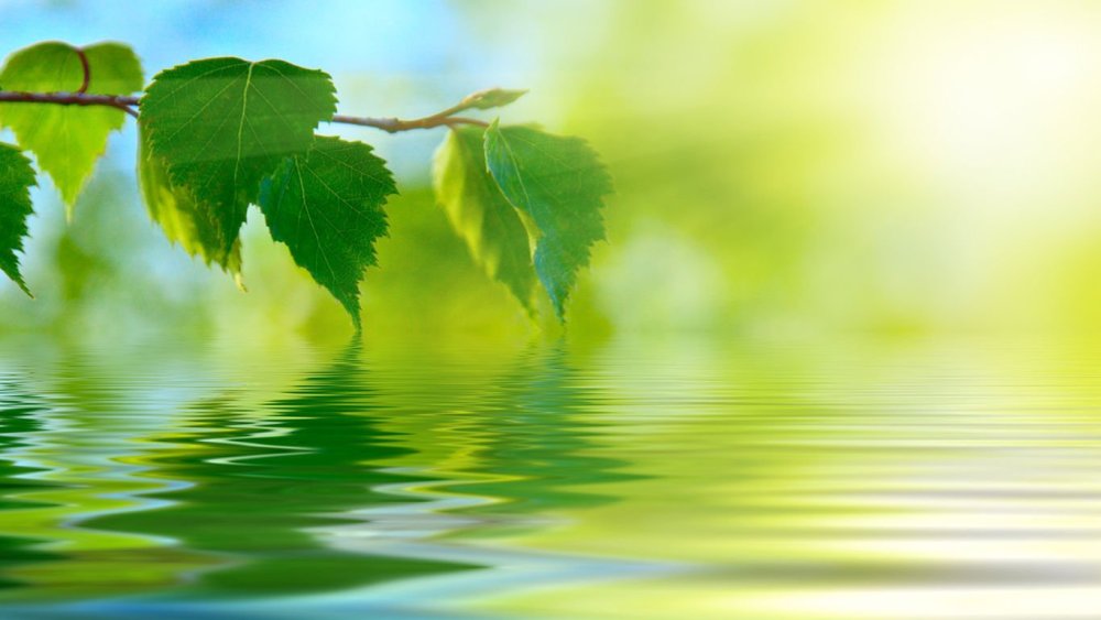 Фон листья березы