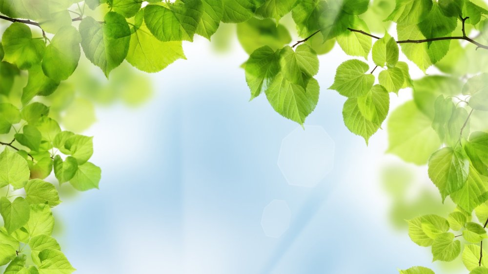 Фон Березки