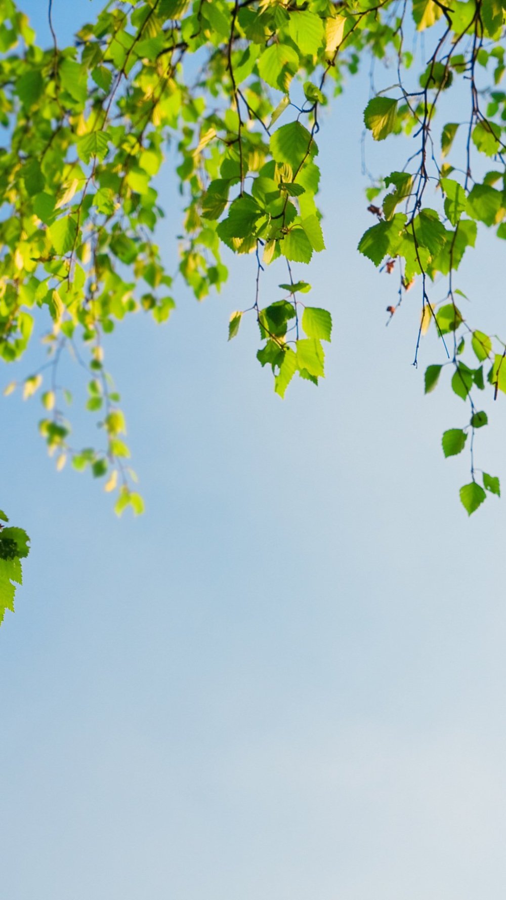 Листва березы