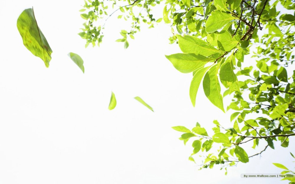 Зеленая ветка