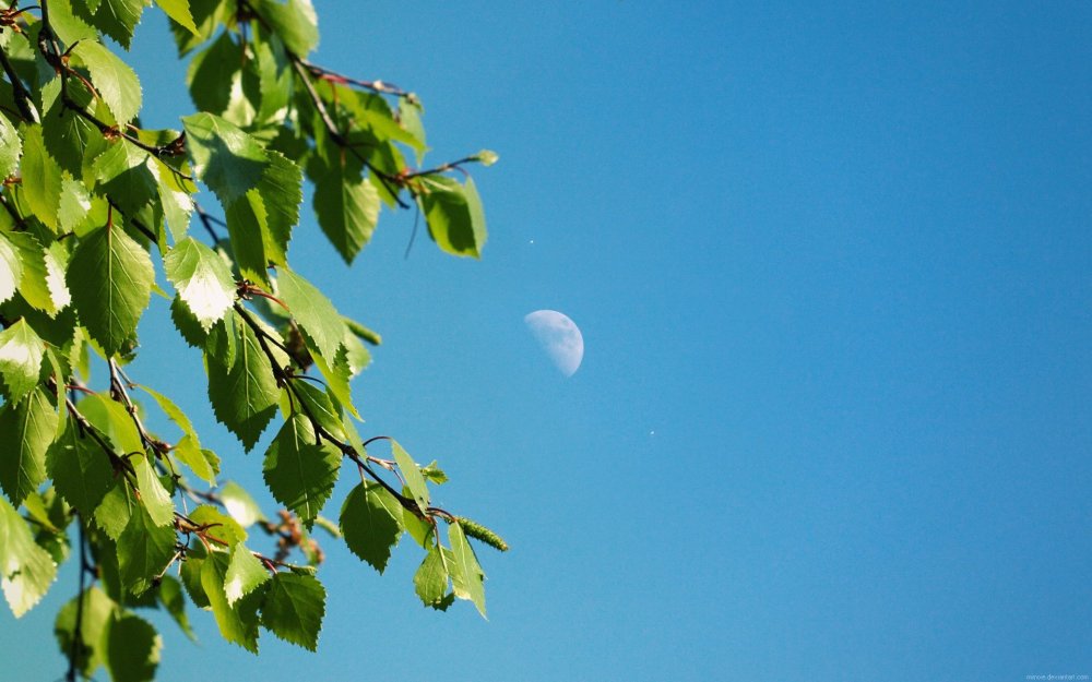 Рамка Березка