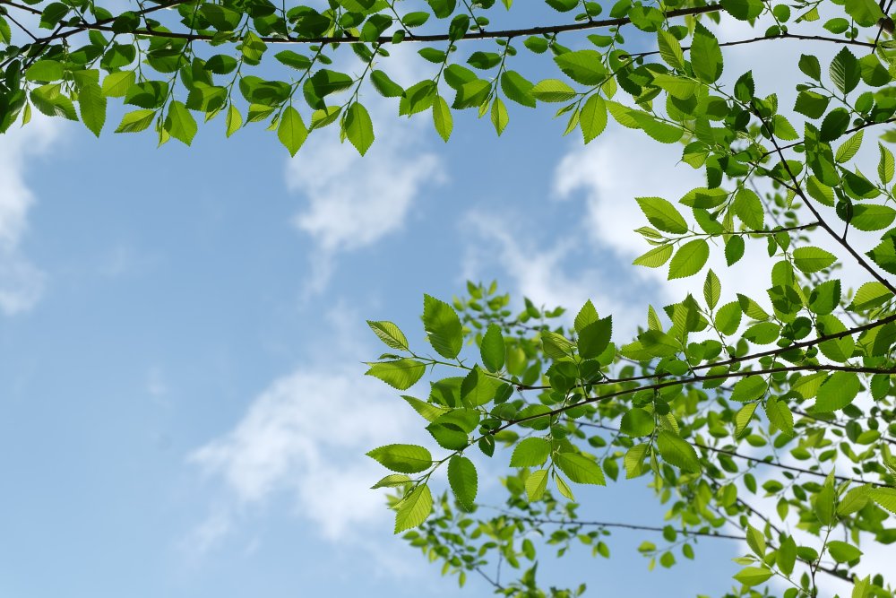 Весеннее дерево со скворечником