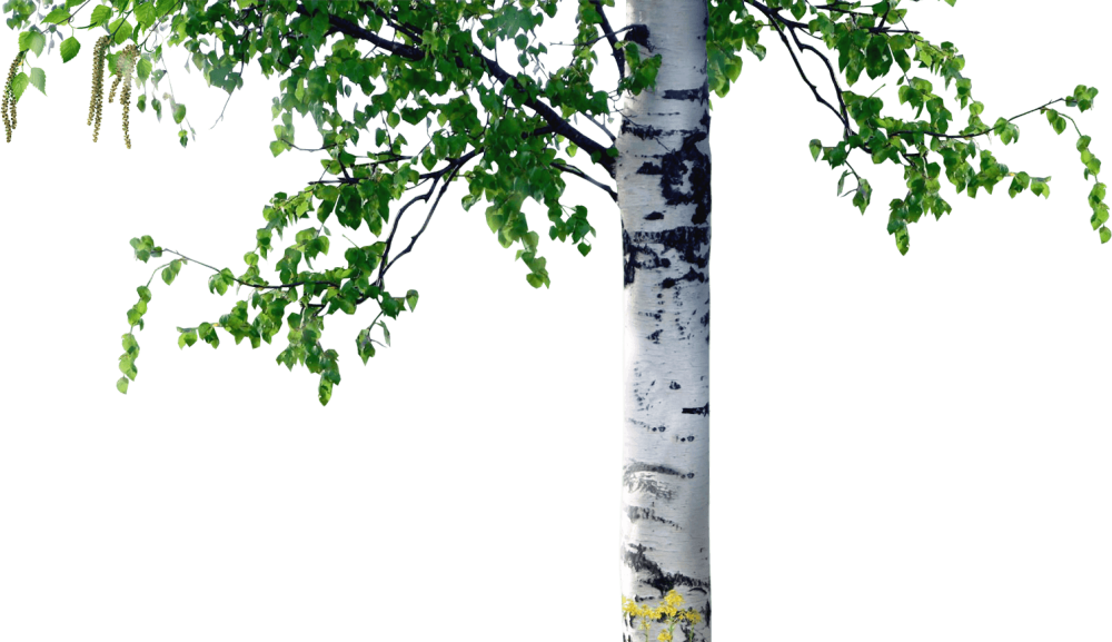 Ветки береза