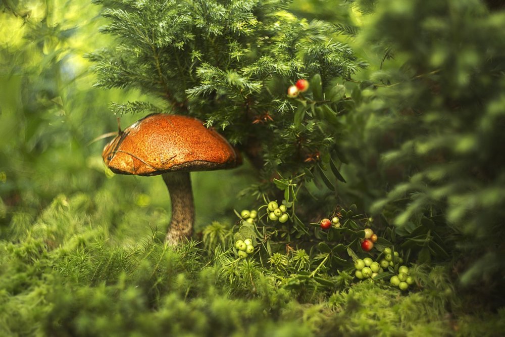 Сказочная Полянка в лесу