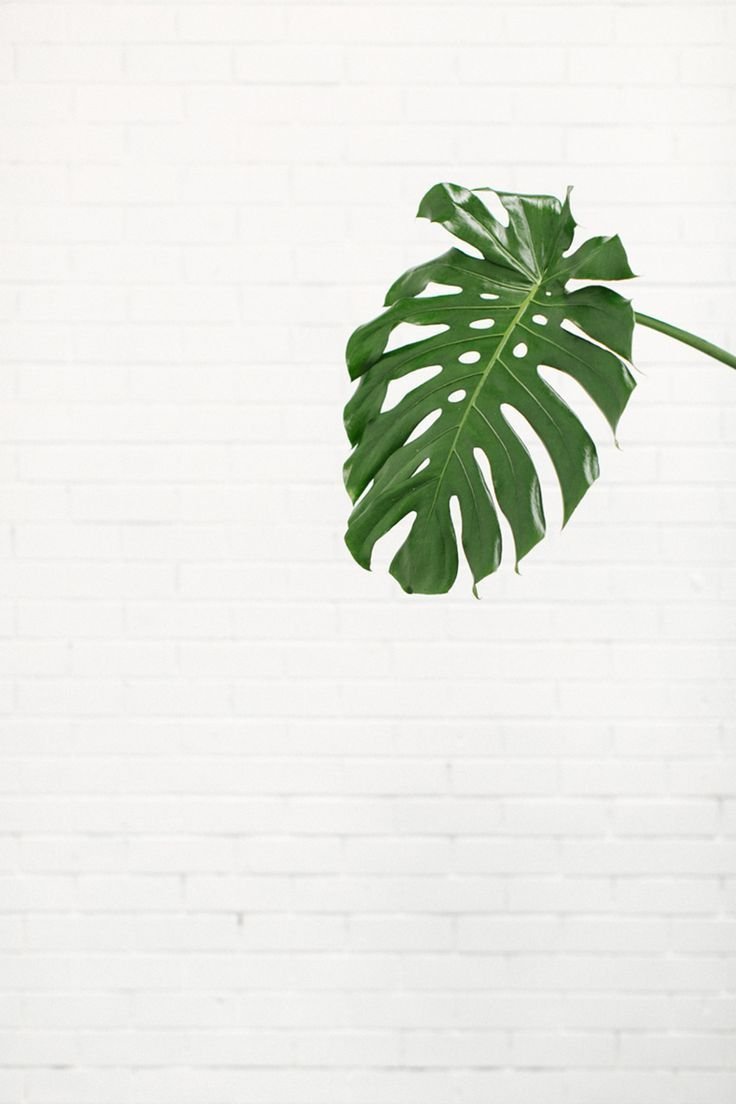 Монстера aureopinnata