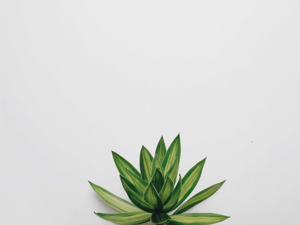 Растения Эстетика Минимализм