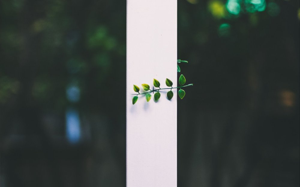 Зеленые листья Минимализм