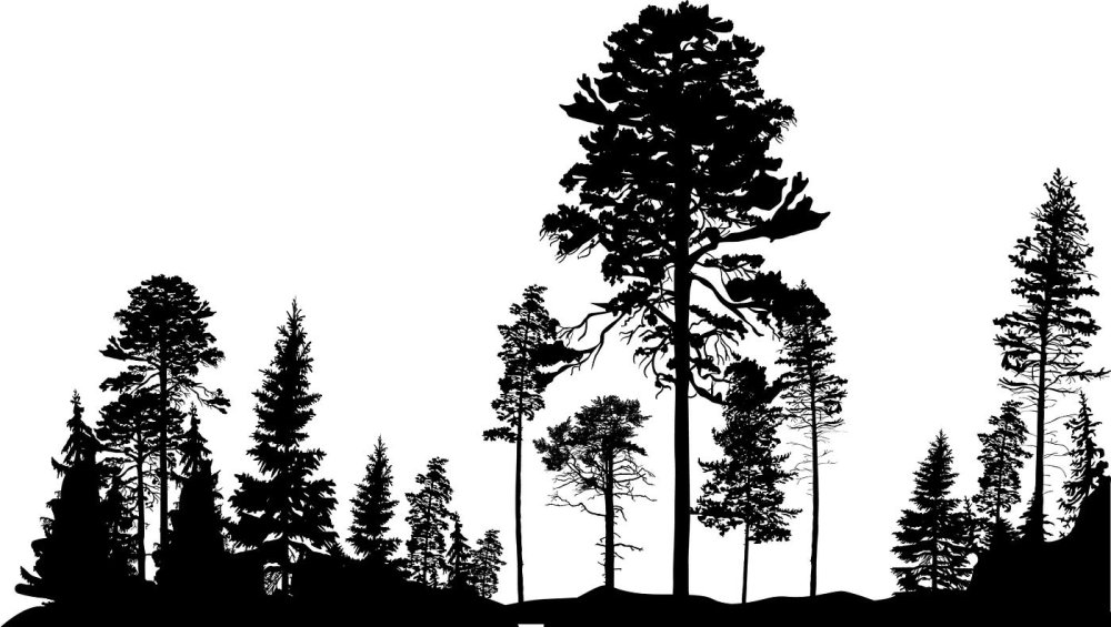 Лес силуэт эскиз