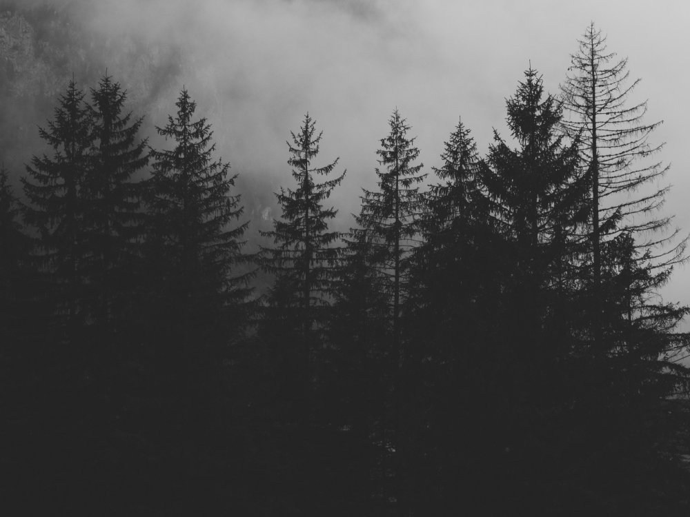 Черно белый лес