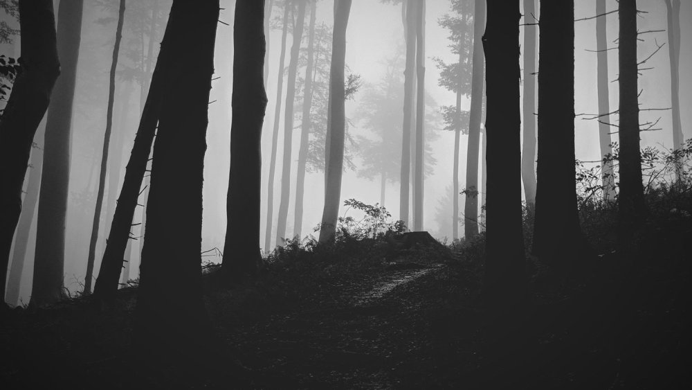 Темный лес Эстетика