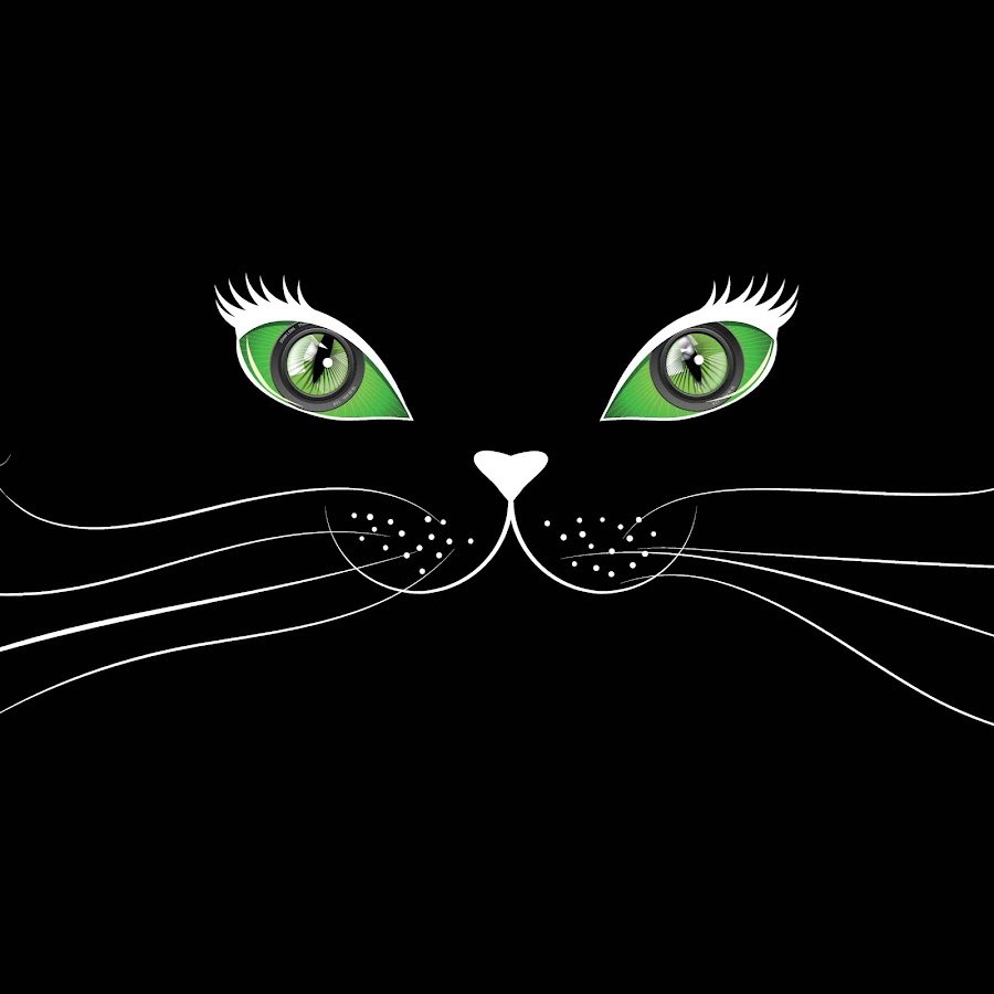 Кот на черном фоне вектор