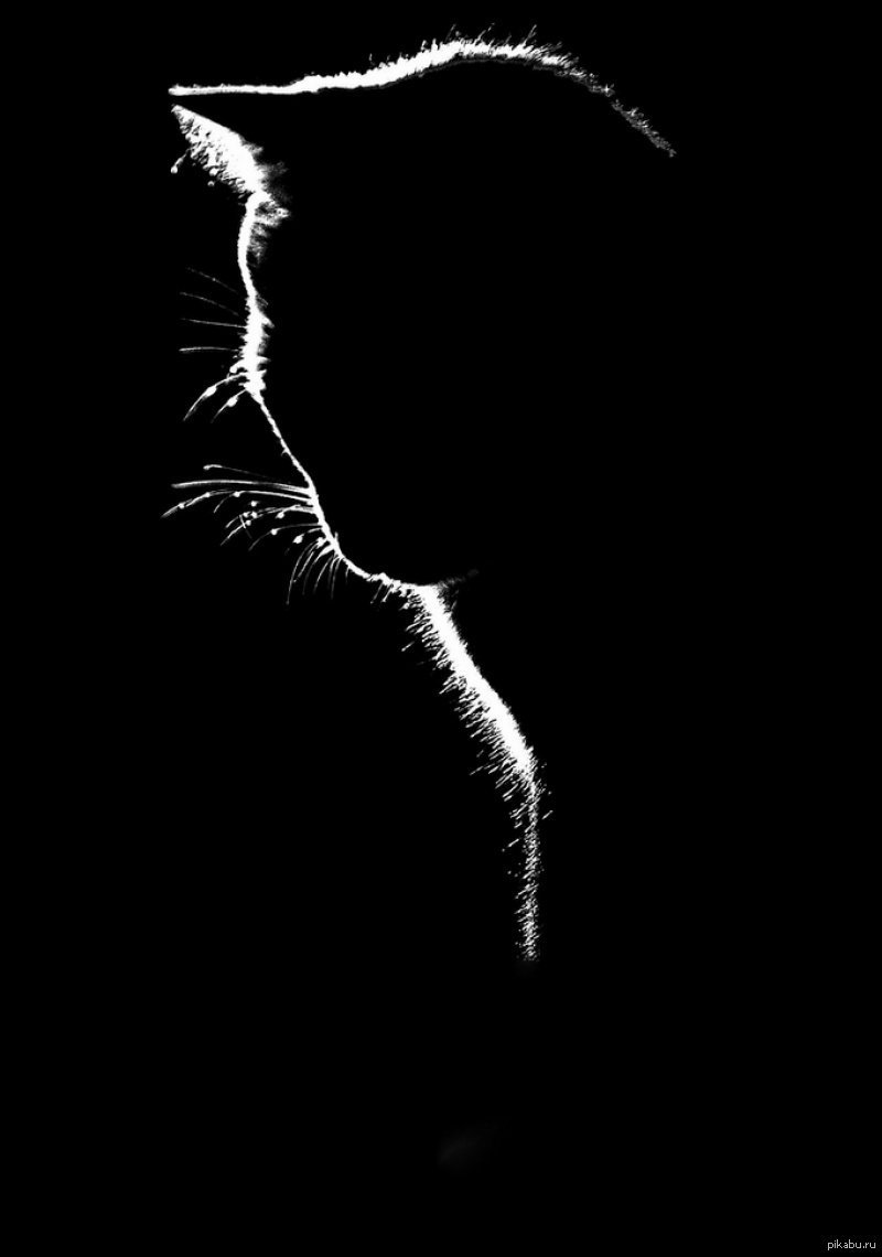 Силуэт на черном фоне