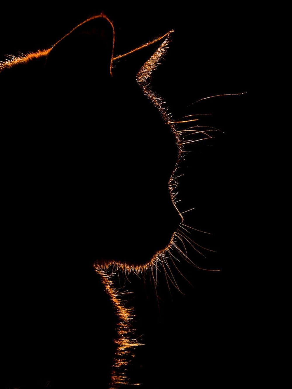 Кошка на черном фоне