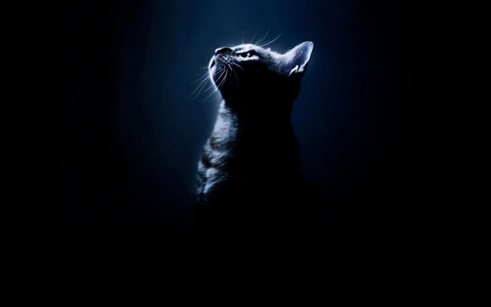 Кот на чёрном фоне обои